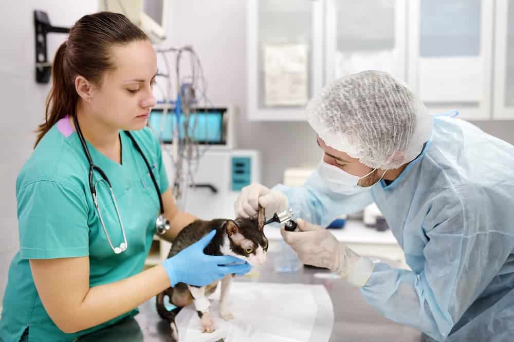 Os principais avanços da tecnologia nos últimos tempos para a medicina veterinária