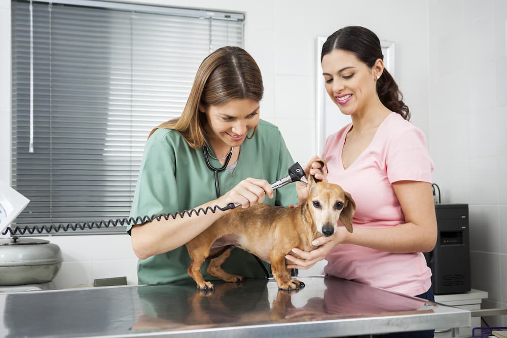 Os principais avanços da tecnologia nos últimos tempos para a medicina veterinária